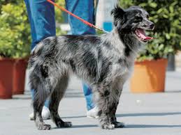 犬を家族に迎える前に